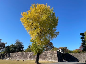 元離宮二条城に投稿された画像（2025/11/15）