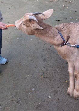 しろとり動物園に投稿された画像（2025/11/15）