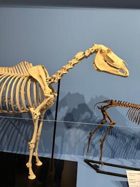 特別展「大絶滅展―生命史のビッグファイブ」に投稿された画像（2025/11/15）