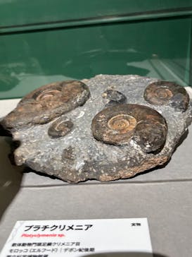 特別展「大絶滅展―生命史のビッグファイブ」に投稿された画像（2025/11/15）