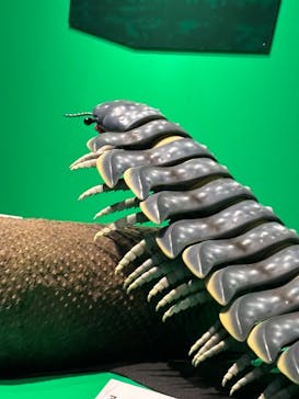 特別展「大絶滅展―生命史のビッグファイブ」に投稿された画像（2025/11/15）