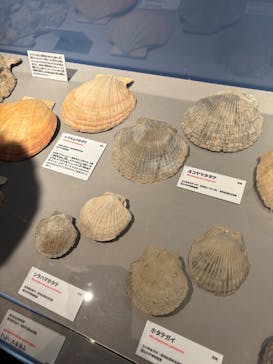 特別展「大絶滅展―生命史のビッグファイブ」に投稿された画像（2025/11/15）