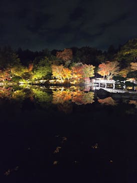 国営昭和記念公園 秋の夜散歩に投稿された画像（2025/11/15）