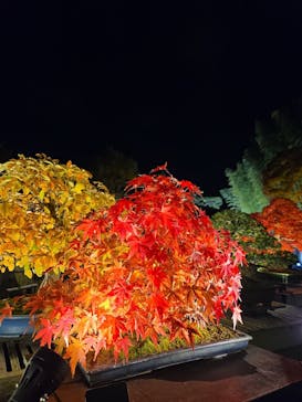 国営昭和記念公園 秋の夜散歩に投稿された画像（2025/11/15）