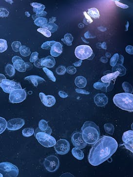 すみだ水族館に投稿された画像（2025/11/15）