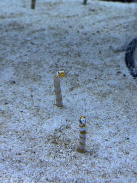 すみだ水族館に投稿された画像（2025/11/15）