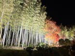 国営昭和記念公園 秋の夜散歩に投稿された画像（2025/11/15）