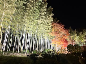 国営昭和記念公園 秋の夜散歩に投稿された画像（2025/11/15）