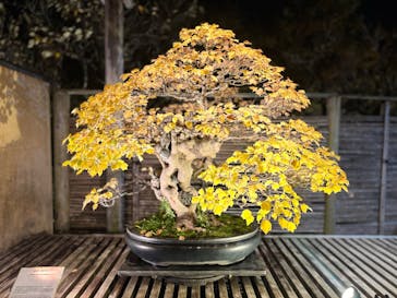 国営昭和記念公園 秋の夜散歩に投稿された画像（2025/11/15）