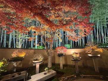 国営昭和記念公園 秋の夜散歩に投稿された画像（2025/11/15）