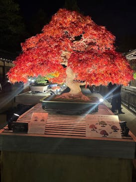 国営昭和記念公園 秋の夜散歩に投稿された画像（2025/11/15）