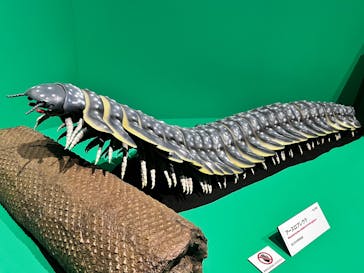 特別展「大絶滅展―生命史のビッグファイブ」に投稿された画像（2025/11/15）