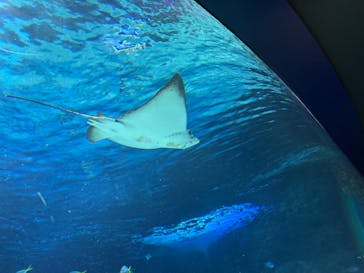 サンシャイン水族館に投稿された画像（2025/11/15）