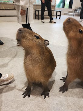 アニタッチ 東京ドームシティに投稿された画像（2025/11/15）