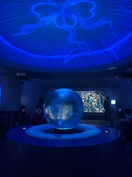 新江ノ島水族館に投稿された画像（2025/11/15）