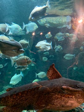 世界淡水魚園水族館　アクア・トトぎふに投稿された画像（2025/11/16）