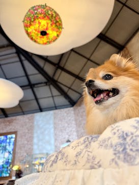 ニューヨークランプミュージアム＆フラワーガーデンに投稿された画像（2025/11/16）