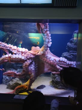 新江ノ島水族館に投稿された画像（2025/11/16）