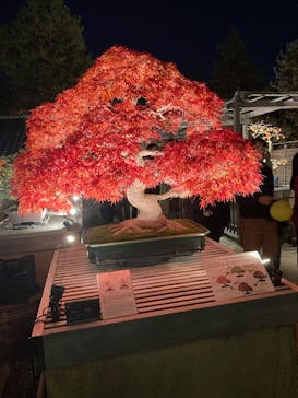 国営昭和記念公園 秋の夜散歩に投稿された画像（2025/11/16）