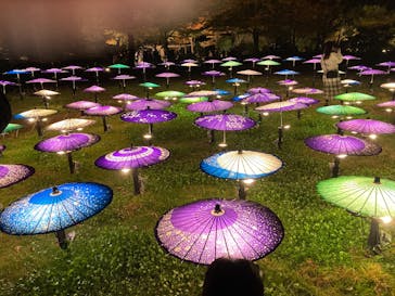 国営昭和記念公園 秋の夜散歩に投稿された画像（2025/11/16）