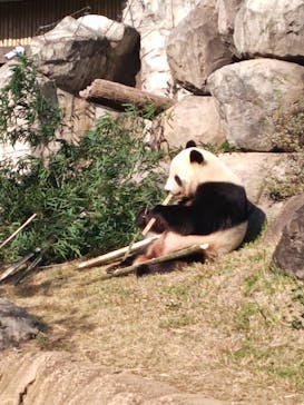 恩賜上野動物園に投稿された画像（2025/11/16）