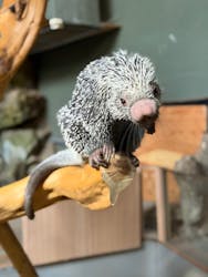 カワスイ 川崎⽔族館に投稿された画像（2025/11/16）