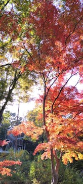 ムーミンバレーパークに投稿された画像（2025/11/16）