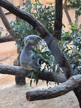 名古屋市東山動植物園に投稿された画像（2025/11/16）