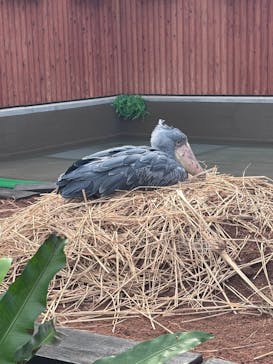 掛川花鳥園に投稿された画像（2025/11/16）
