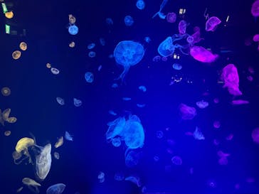 名古屋港水族館に投稿された画像（2025/11/16）