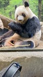 恩賜上野動物園に投稿された画像（2025/11/16）