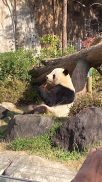 恩賜上野動物園に投稿された画像（2025/11/16）
