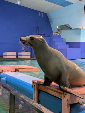 ゼロ距離水族館 伊勢シーパラダイスに投稿された画像（2025/11/16）