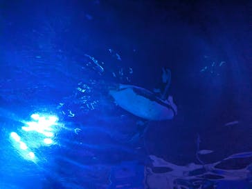 サンシャイン水族館に投稿された画像（2025/11/16）