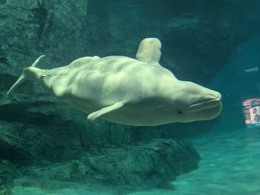 名古屋港水族館に投稿された画像（2025/11/16）