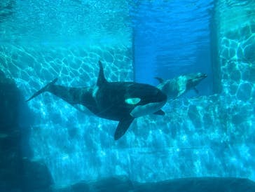 名古屋港水族館に投稿された画像（2025/11/16）