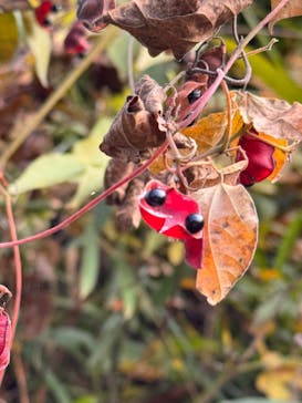 多摩動物公園に投稿された画像（2025/11/16）