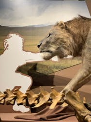 特別展「氷河期展 〜人類が見た4万年前の世界〜」（国立科学博物館）に投稿された画像（2025/11/16）