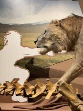 特別展「氷河期展 〜人類が見た4万年前の世界〜」（国立科学博物館）に投稿された画像（2025/11/16）