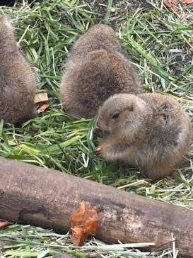 恩賜上野動物園に投稿された画像（2025/11/16）