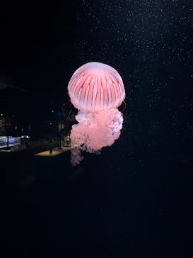 京都鉄道博物館×京都水族館に投稿された画像（2025/11/16）