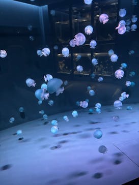 京都鉄道博物館×京都水族館に投稿された画像（2025/11/16）