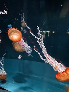 京都鉄道博物館×京都水族館に投稿された画像（2025/11/16）