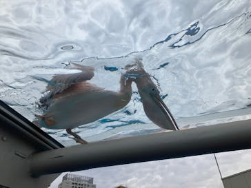 サンシャイン水族館に投稿された画像（2025/11/16）