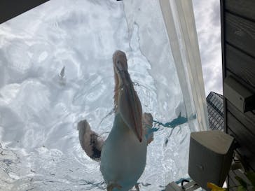 サンシャイン水族館に投稿された画像（2025/11/16）