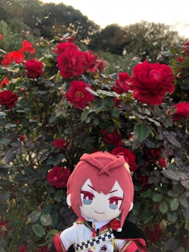 京成バラ園に投稿された画像（2025/11/16）