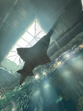 マクセル アクアパーク品川に投稿された画像（2025/11/16）