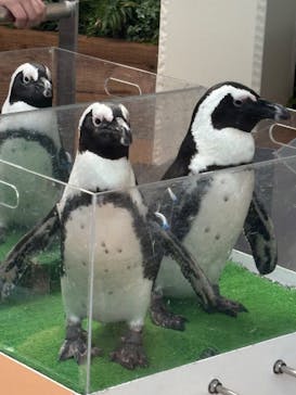 マクセル アクアパーク品川に投稿された画像（2025/11/16）