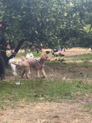 芝口果樹園に投稿された画像（2025/11/16）