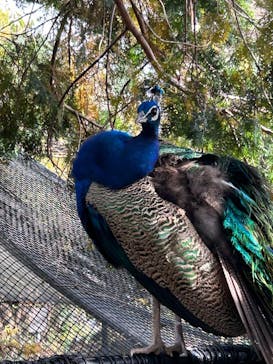 伊豆シャボテン動物公園に投稿された画像（2025/11/16）